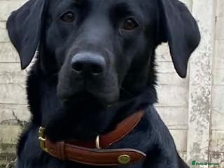 Labrador Retriever dogs Working Labrador puppies - Advert 10