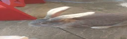 Flemish rabbits for sale: Large flemish rabbit for sale  - Advert 3