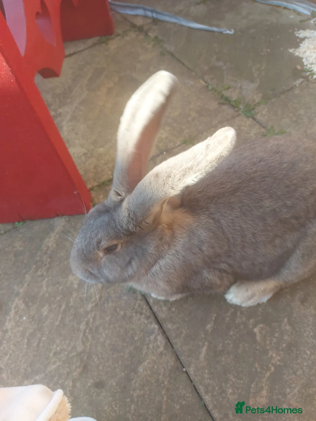 Flemish rabbits for sale: Large flemish rabbit for sale  - Advert 3
