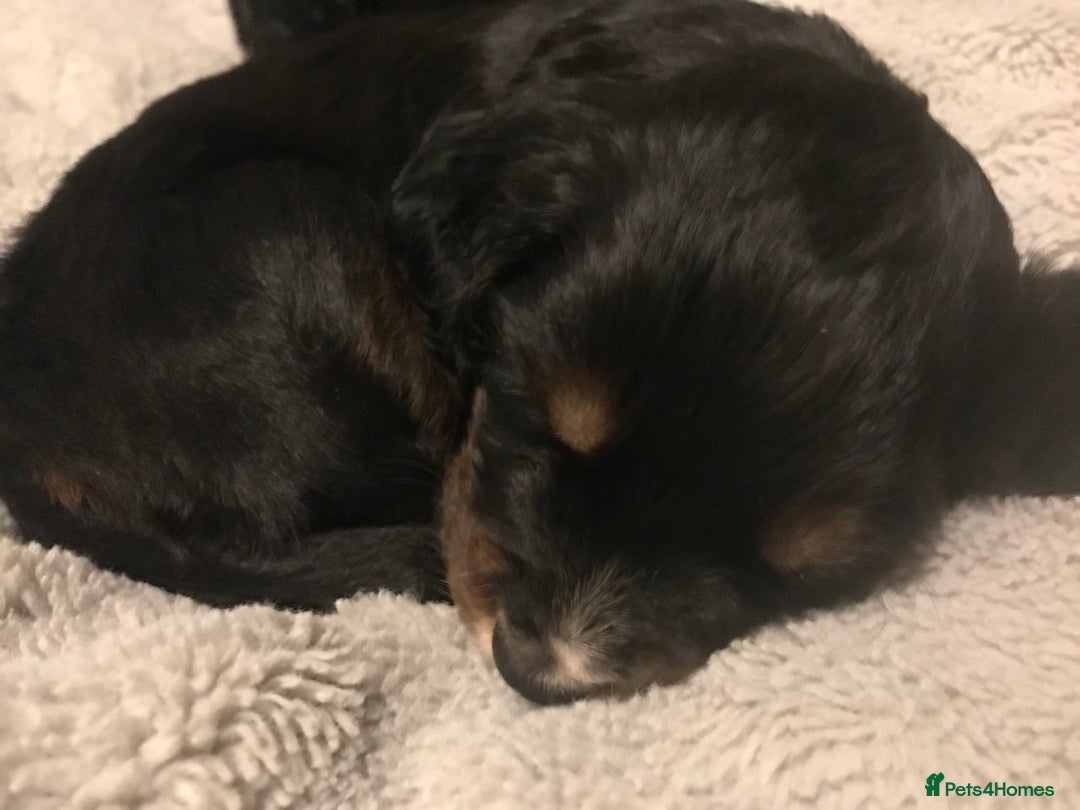 Cocker Spaniel dogs for sale: Beautiful Boy cocker spaniels for sale  - Advert 8