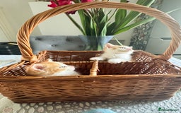 Persian cats for sale: Half Persian 2 Boys  - Image 3