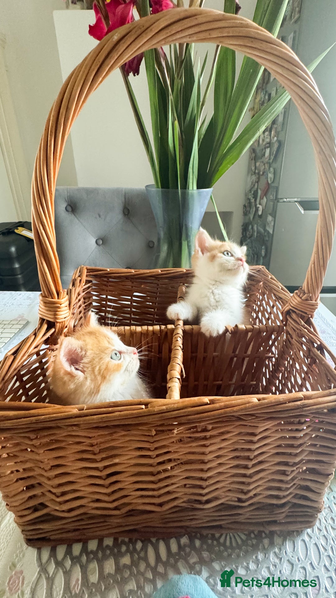 Persian cats for sale: Half Persian 2 Boys  - Image 3