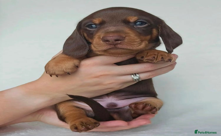 Miniature Dachshund dogs - Advert 16