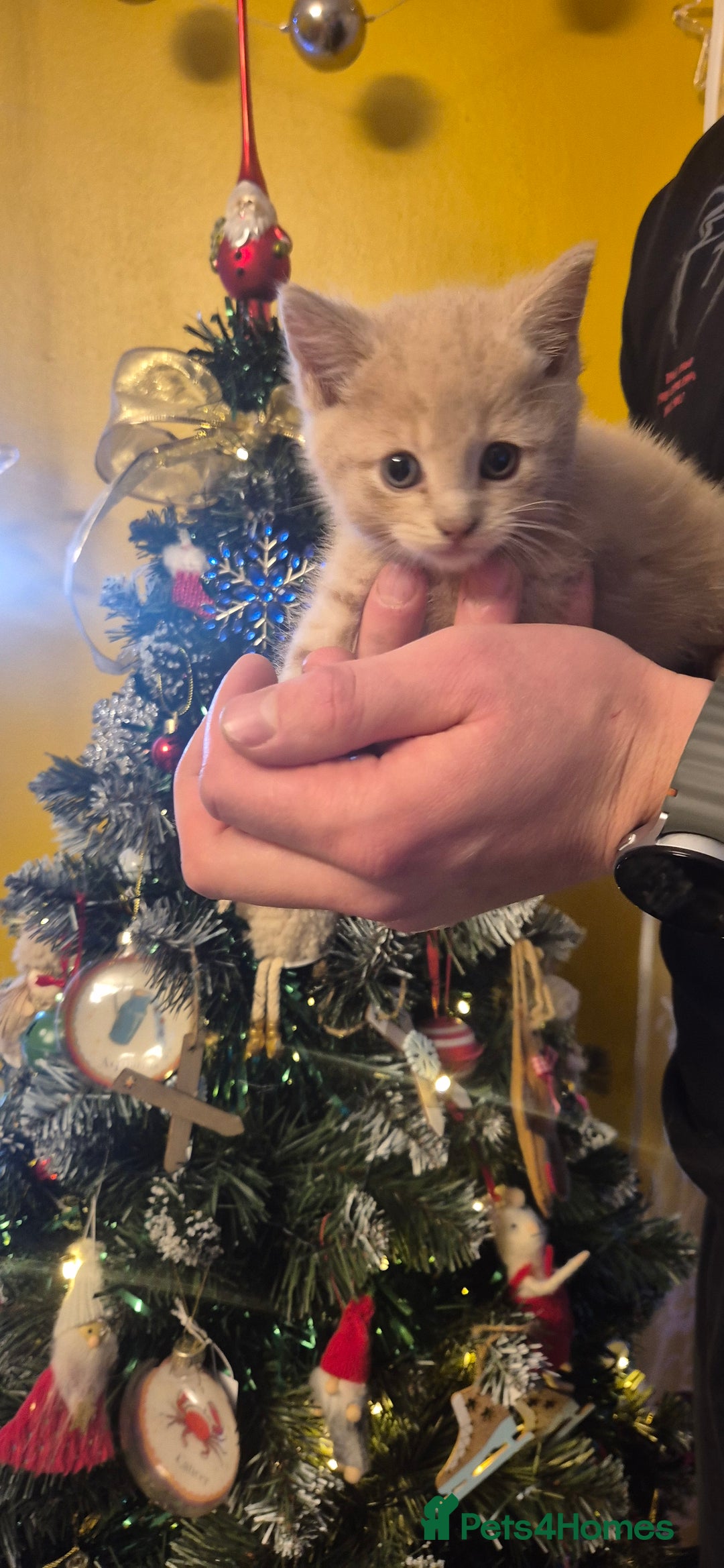 Mixed Breed cats for sale: Kittens for sale  - Advert 2