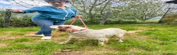 English Setter dogs for adoption: Kemon in Alfreton - Advert 2
