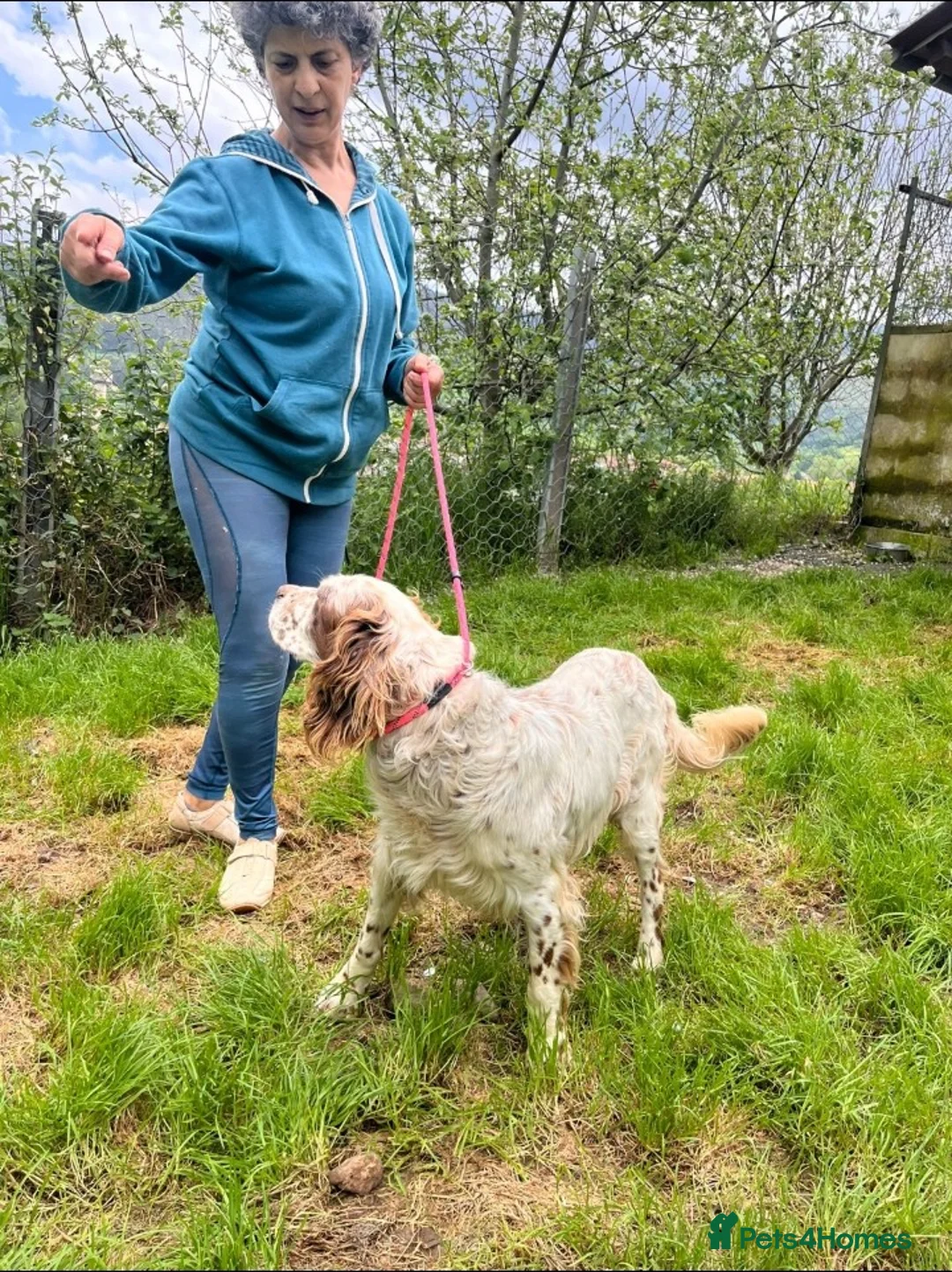 English Setter dogs for adoption: Kemon in Alfreton - Advert 2