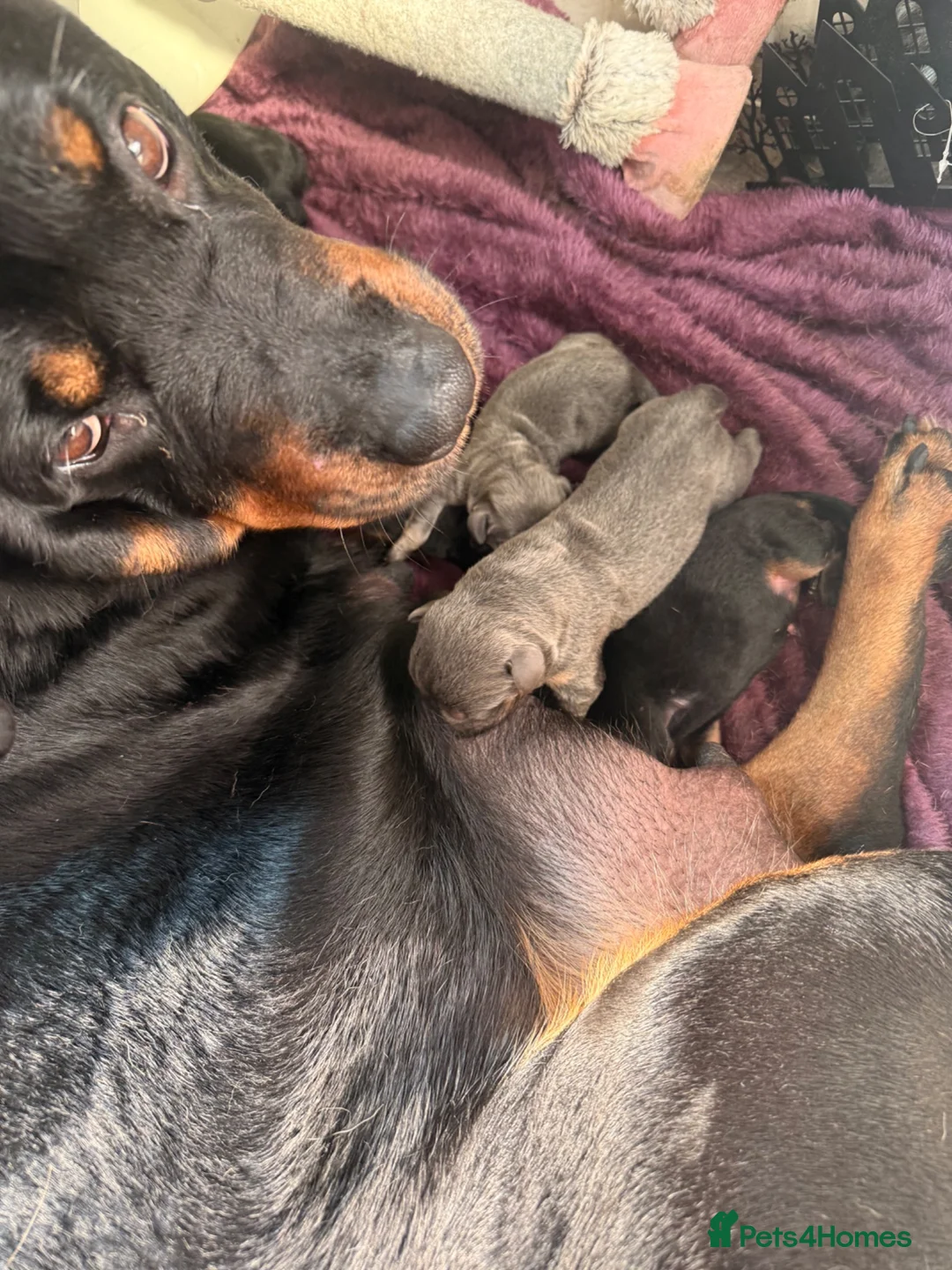 Rottweiler dogs for sale: Stunning pups 3 rare - Advert 2