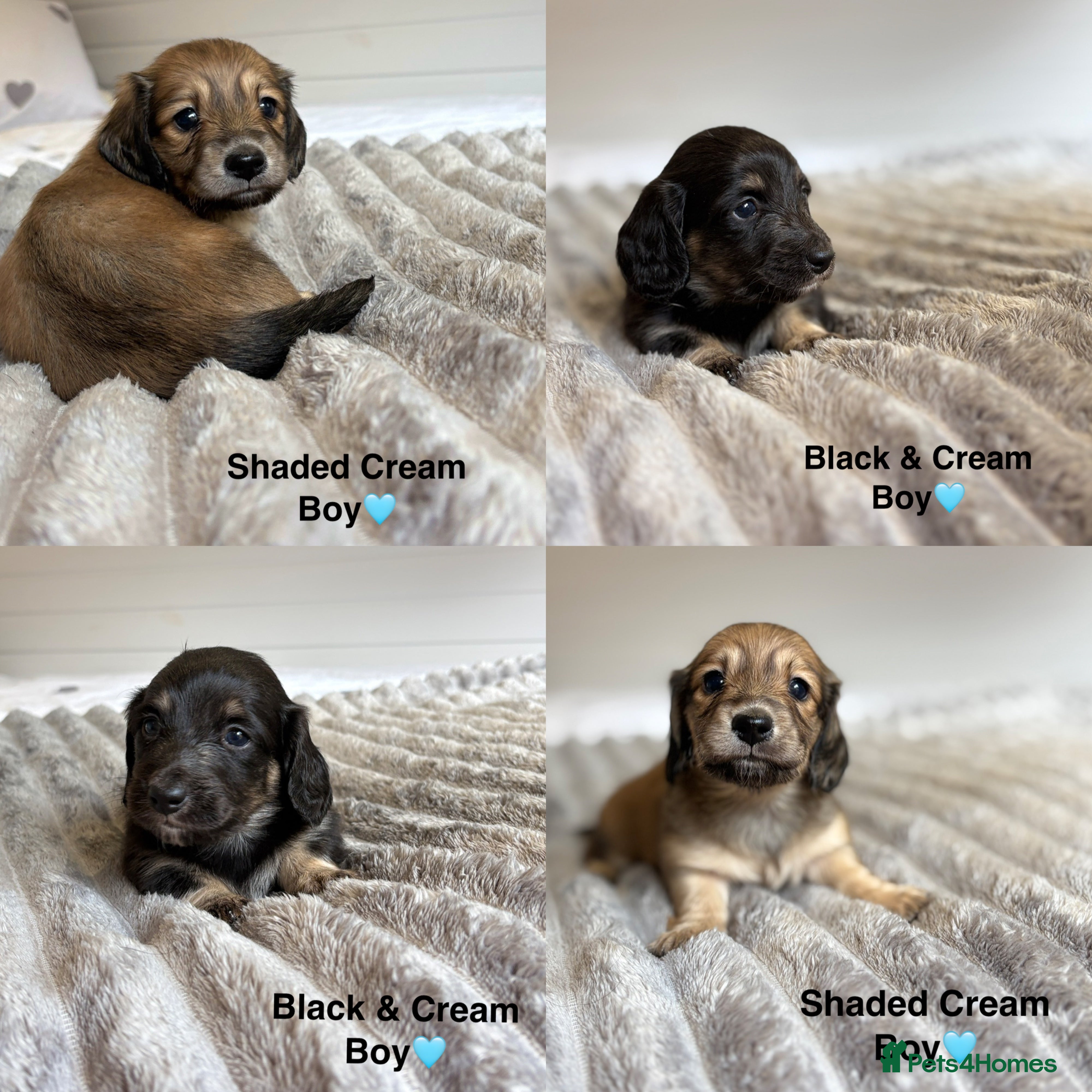 Miniature Dachshund dogs 🩵LONG HAIRED CREAM DACHSHUNDS🩵 - Advert 5