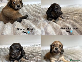 Miniature Dachshund dogs 🩵LONG HAIRED CREAM DACHSHUNDS🩵 - Advert 4