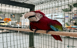 Macaws birds for sale: Baby Green-wing macaws - Image 1