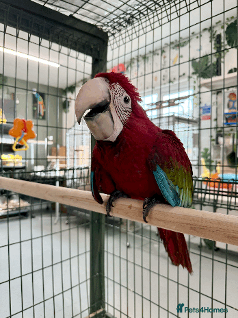Macaws birds - Advert 2
