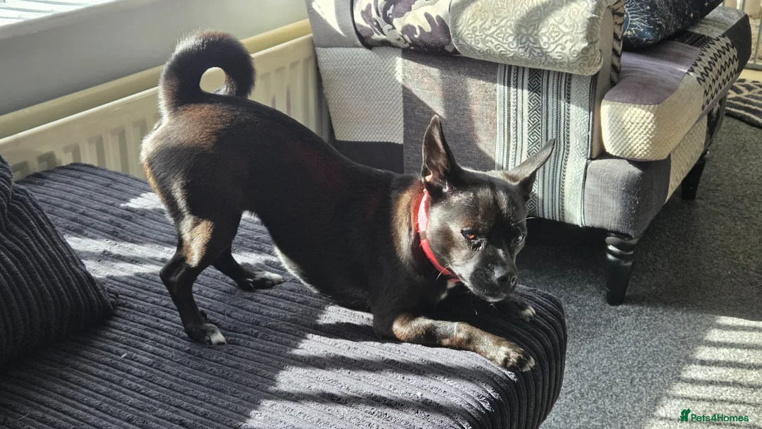 Mixed Breed dogs for sale: 1.5 year female Chi x Patterdale  in Doncaster - Advert 2