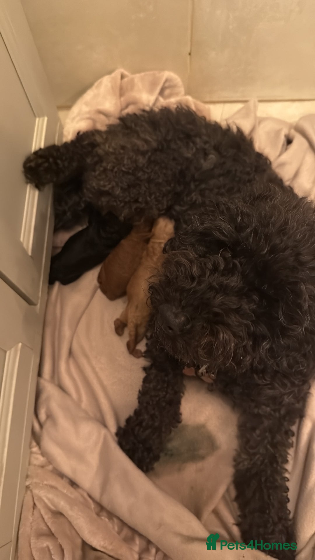 Maltipoo dogs for sale: stunning maltipoo pups  - Advert 3