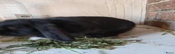 Mini Lop rabbits for sale: PURE BRED MINI LOP - Advert 2