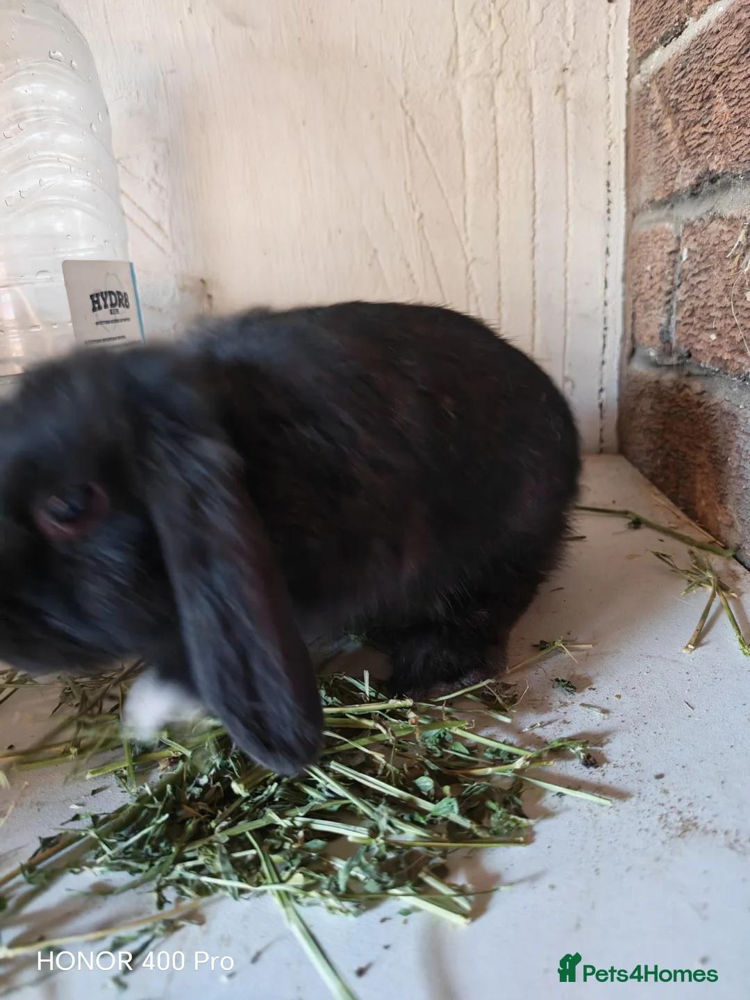 Mini Lop rabbits for sale: PURE BRED MINI LOP - Advert 2