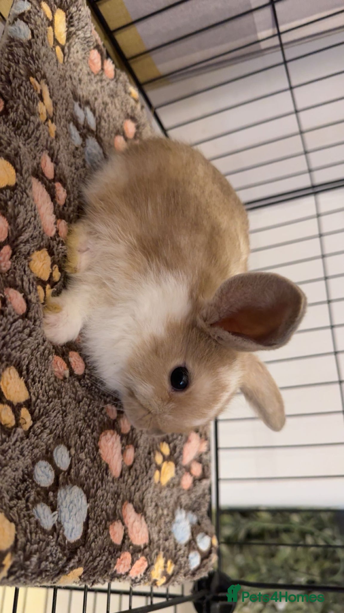 Mixed Breed rabbits for sale: Mini lop/lion lop bunnies in Welshpool - Advert 4