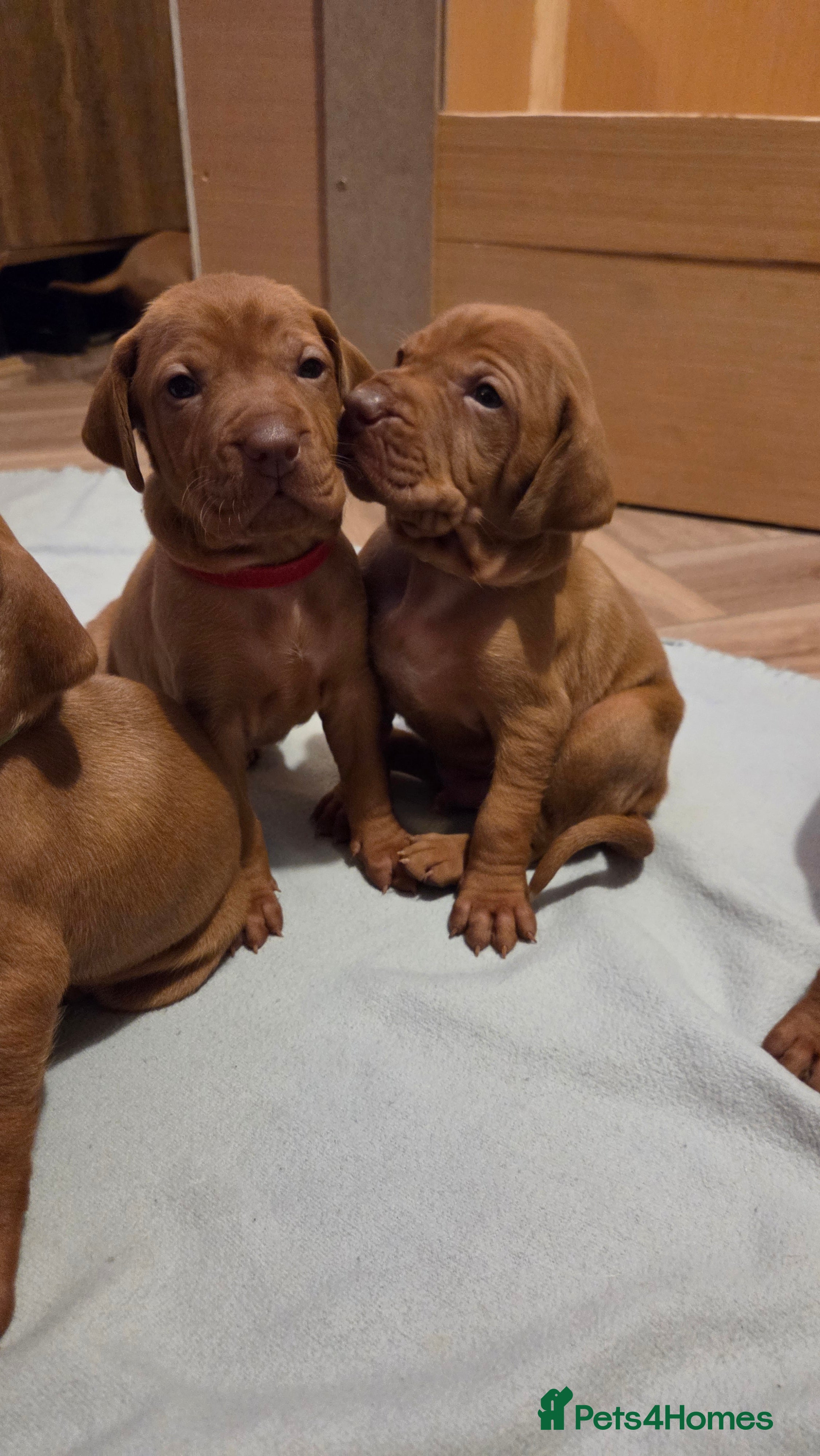 Hungarian Vizsla dogs 🧡Hungarian Vizsla Puppies - Exceptional pedigrees - Advert 12