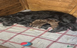 Cocker Spaniel dogs for sale: Beautiful litter  - Image 1