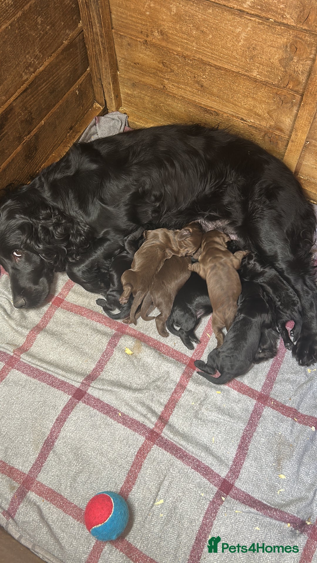 Cocker Spaniel dogs for sale: Beautiful litter  - Image 1