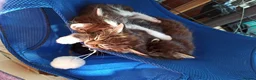 Mixed Breed cats for sale: ❤️Tiny Paws, Big Hearts Ready for Loving Home soon - Advert 28