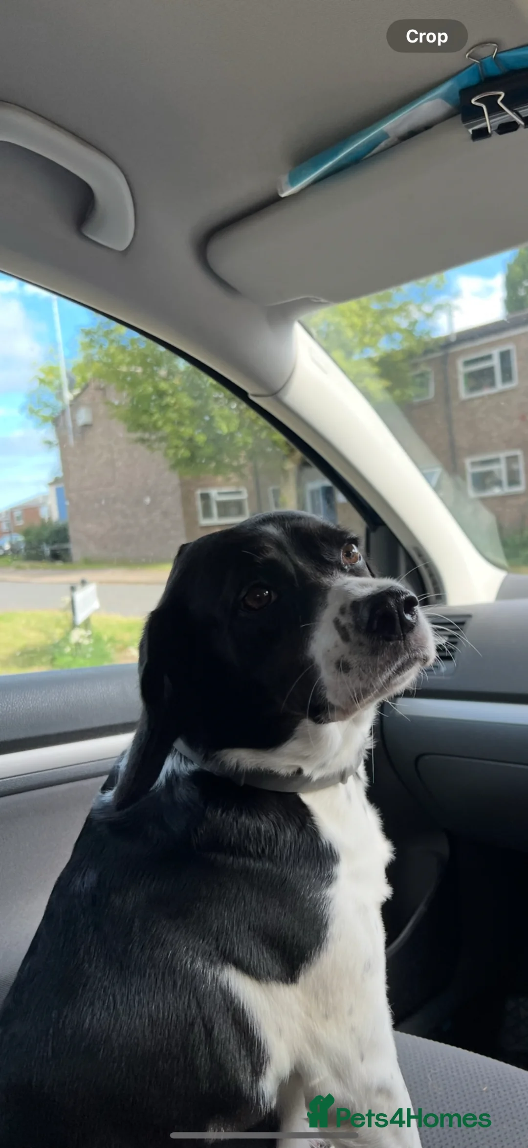Mixed Breed dogs for sale: Bella – Loving Home Needed in Colchester - Advert 2
