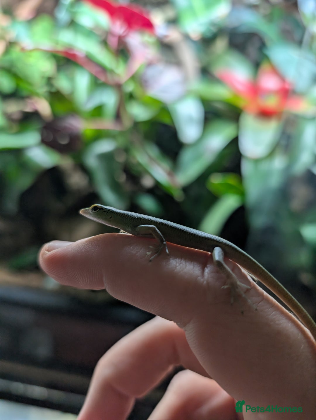 Skink reptiles for sale: 0.0.4 CB Emerald Tree Skinks - Image 4