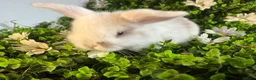Mini Lion Lop rabbits for sale: Mini lion lops  - Advert 3