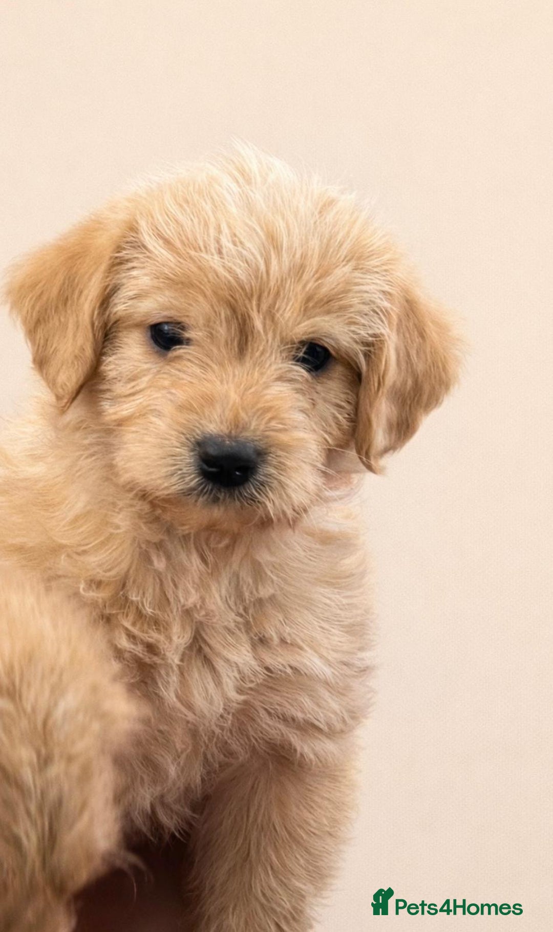 Labradoodle dogs for sale: Real life teddy bears  - Advert 3
