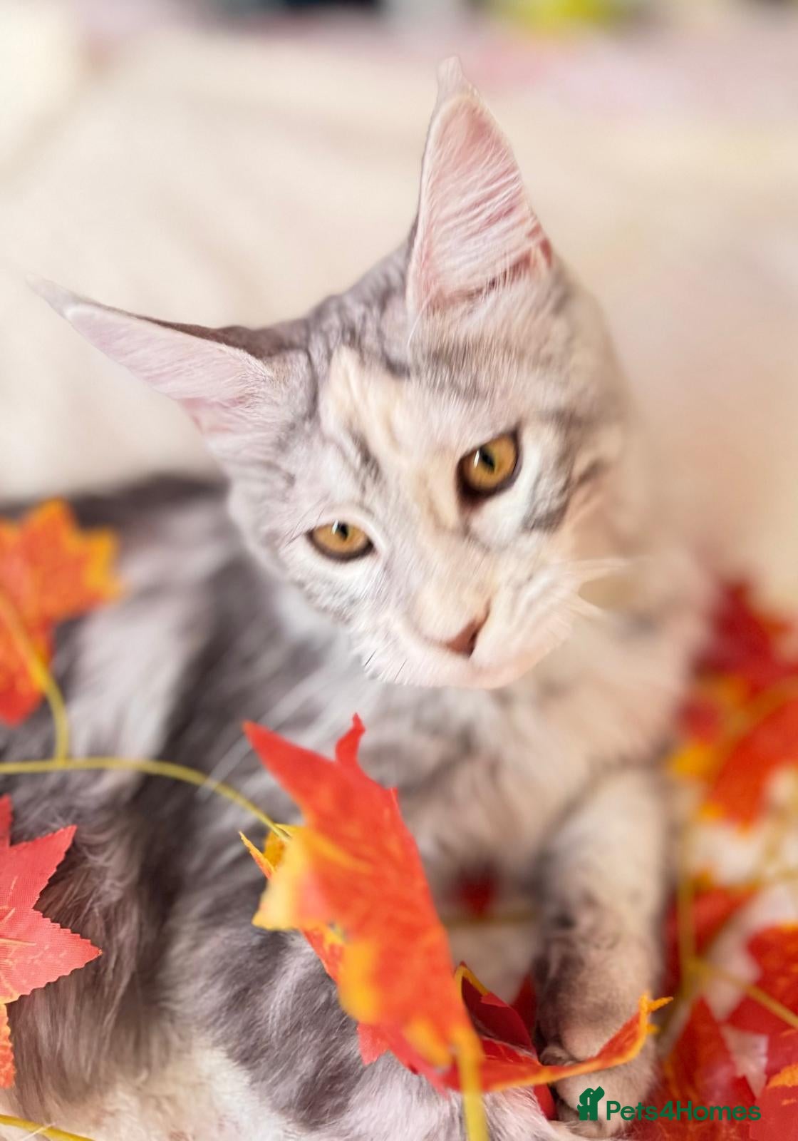 Maine Coon cats 🩷 Stunning Silver Girl she is so cuddly 🩷 - Advert 2