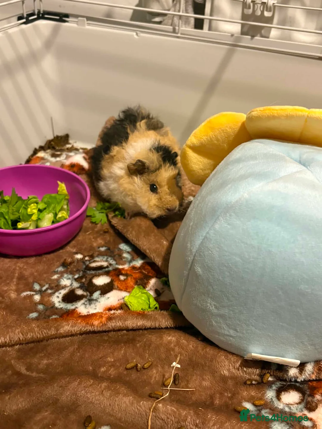 Guinea Pig rodents for sale: guinea pig in Ebbw Vale - Advert 2