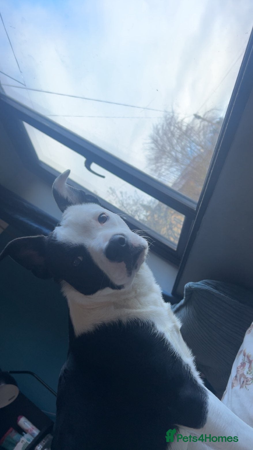 Mixed Breed dogs Male puppy - Advert 1