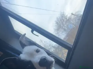 Mixed Breed dogs Male puppy - Advert 1