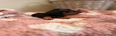 Miniature Dachshund 3