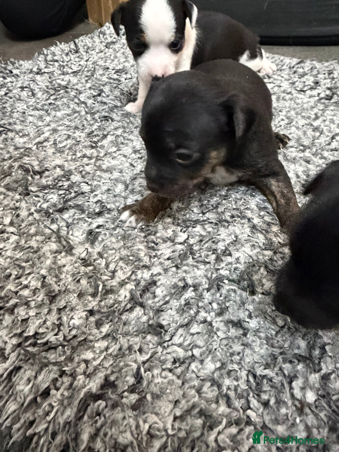 Mixed Breed dogs for sale: jackhuahua Pups - Image 6