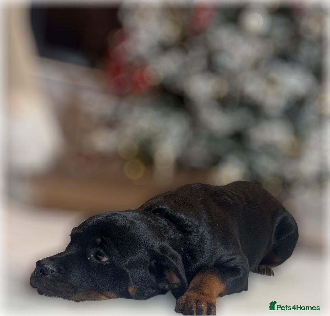 Rottweiler dogs for sale: ROTTWEILER PUPPIES. KC REGISTERED. FREE INSURANCE. - Advert 9