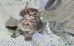 Maine Coon cats for sale: Gorgeous GCCF Maine Coons poss Active - Image 28