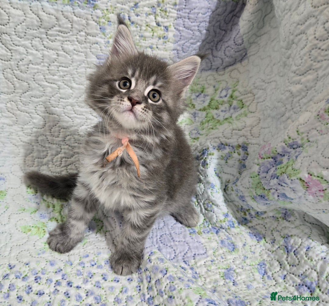 Maine Coon cats for sale: Gorgeous GCCF Maine Coons poss Active - Image 28