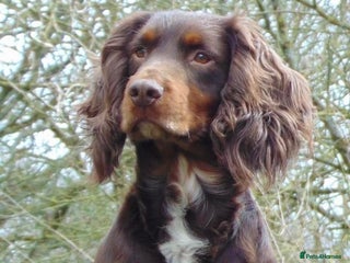 Cocker Spaniel dogs in Dorchester - Advert 15
