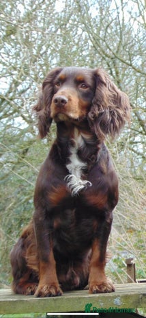 Cocker Spaniel dogs for stud in Dorchester - Advert 1