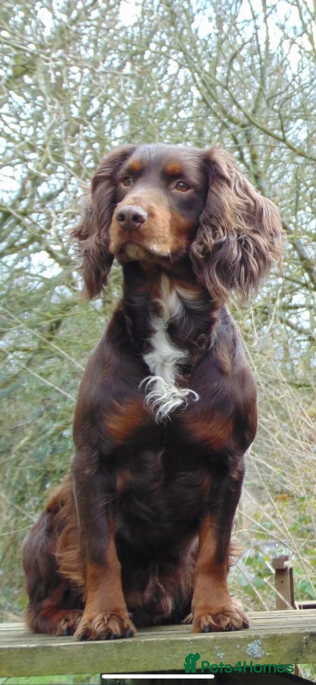 Cocker Spaniel dogs for stud: Liver n Tan working cocker. Clear AMS, PP PRA, FN. - Advert 3