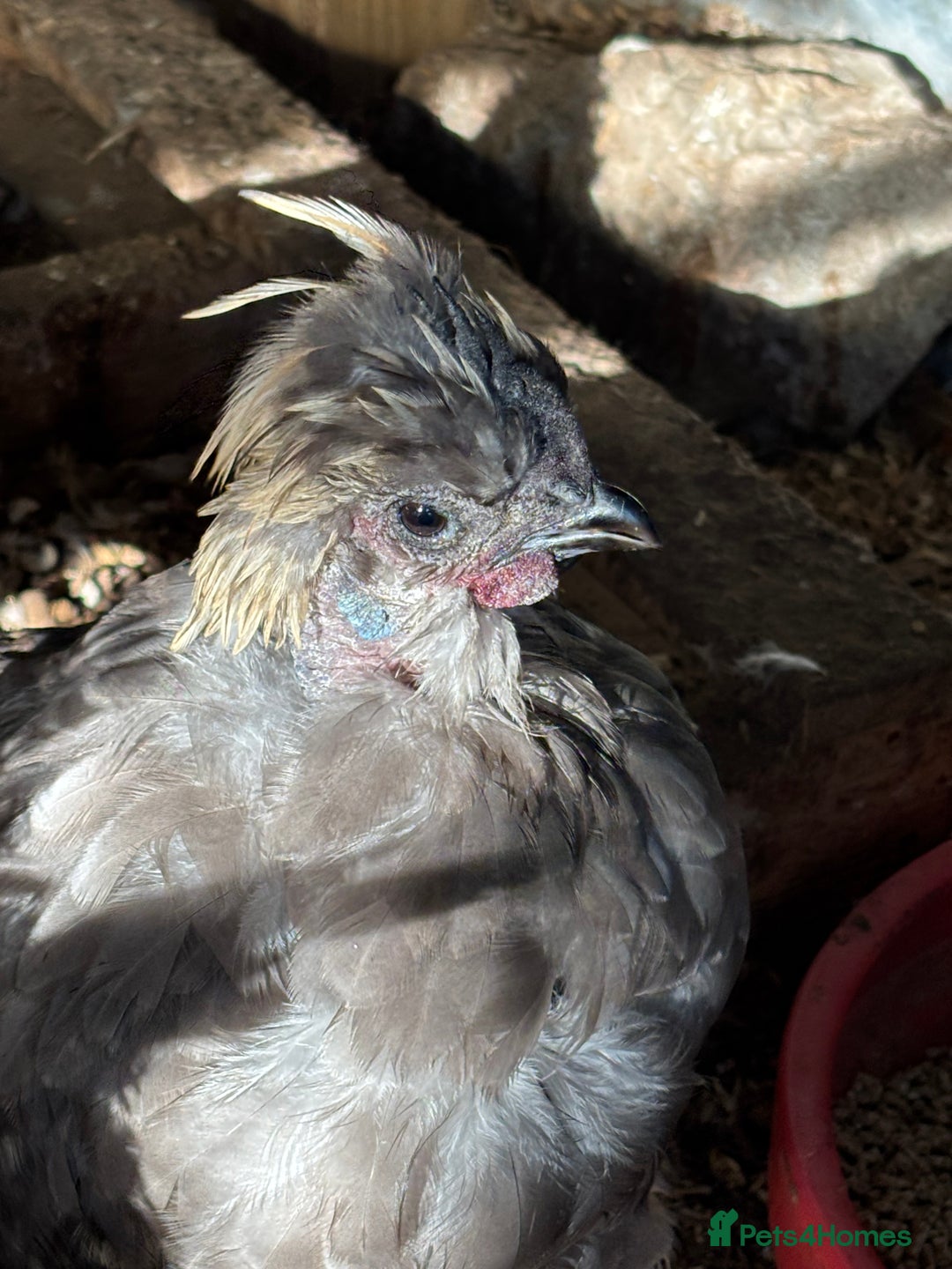 Chickens poultry for sale: Lavender showgirl cockerel - Image 1