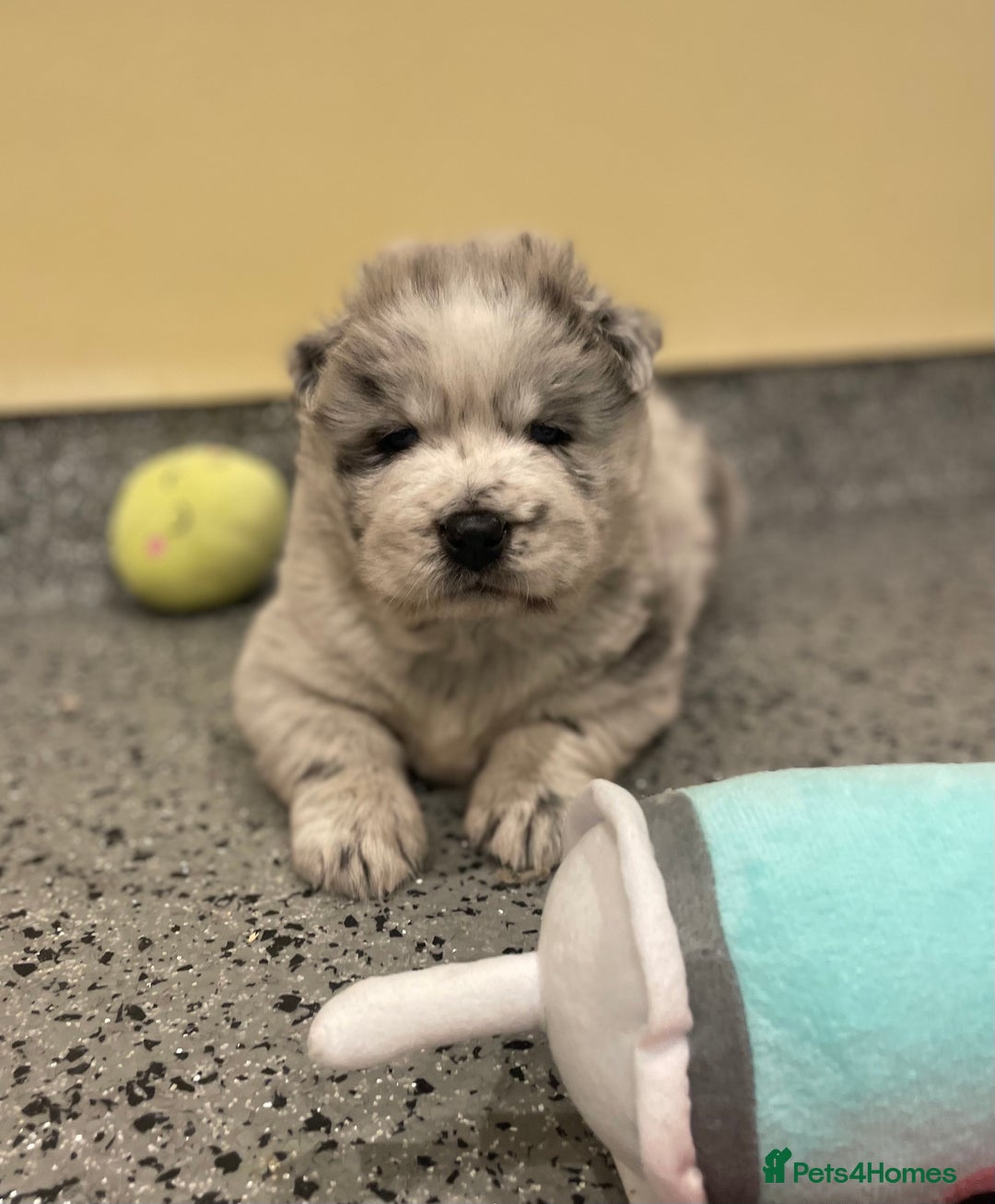 Mixed Breed dogs for sale: Genuine Chowski puppies  - Image 24