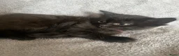 Mixed Breed cats for sale: Beautiful litter of Black fluffy kittens  in Wincanton - Advert 12