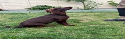 Cocker Spaniel dogs for sale: Working cocker spaniel  in Middlewich - Advert 4