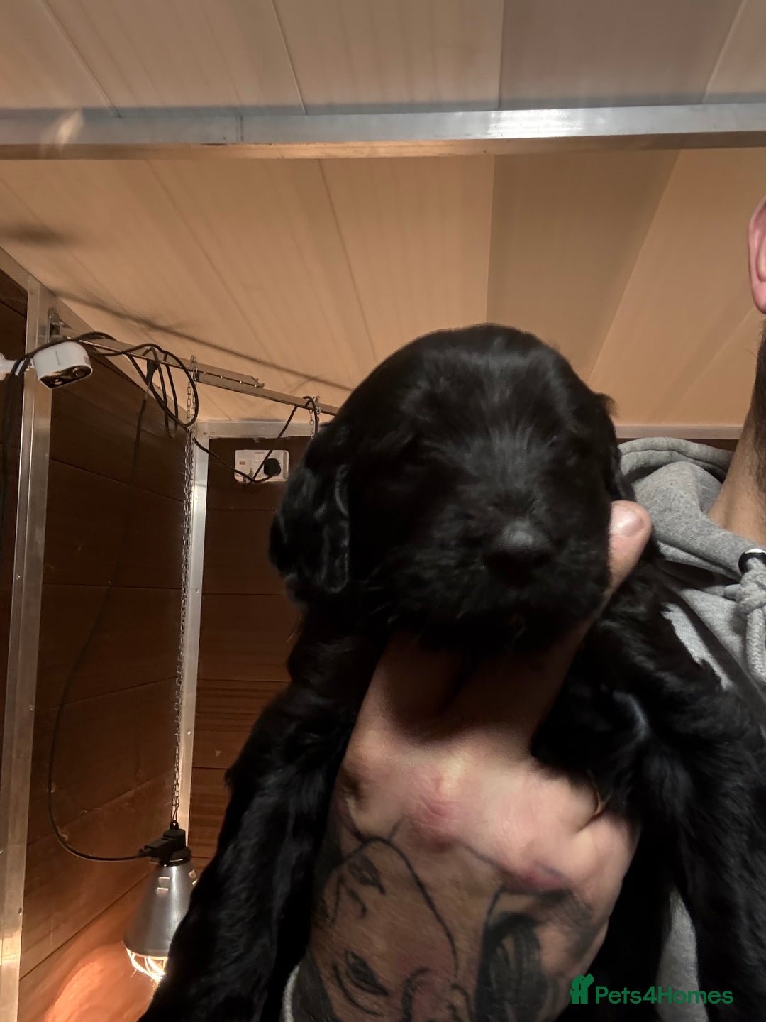 Goldendoodle dogs for sale: Health tested F1 Goldendoodle puppies  - Advert 29