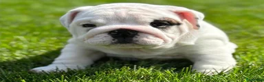 English Bulldog 3