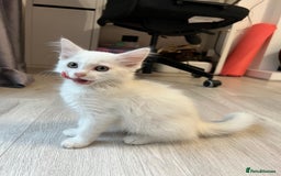 Turkish Angora cats for sale: cute white kittens - Image 8