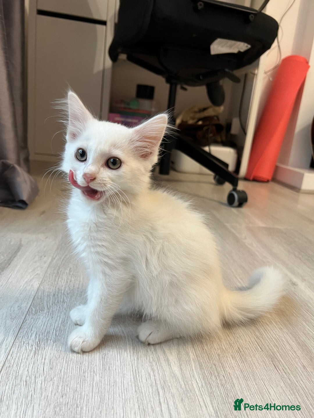 Turkish Angora cats for sale: cute white kittens - Image 8