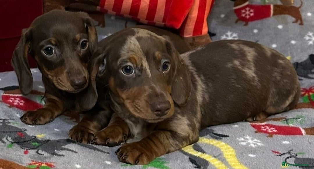 Miniature Dachshund dogs for sale: Two beautiful mini smooths available  - Advert 11