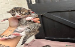 Mixed Breed cats for sale: Kittens  - Image 7
